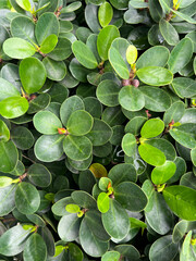 green Ficus microcarpa plants in garden