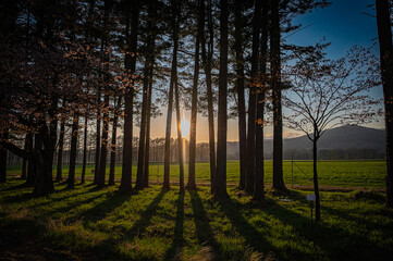 Cherry blossom avenue at sunset, Nijuukan Road, Hokkaido Japan