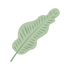 Wavy Tropical Fern Leaf with Inner Veins Silhouette Isolated on Transparent Background