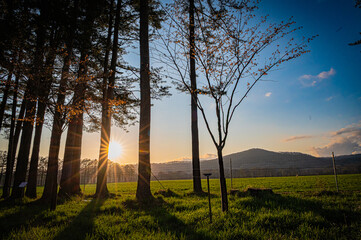 Fototapeta premium Cherry blossom avenue at sunset, Nijuukan Road, Hokkaido Japan