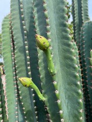 cactus in the garden
