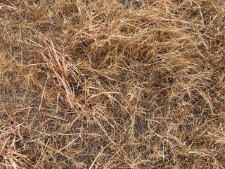 dry grass in the field