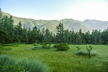 上高地7月の田代湿原のサギスゲの群生。隣接する大正池とともに、焼岳の噴火による泥流が梓川左の支流である千丈沢をせき止めてできた湿原。