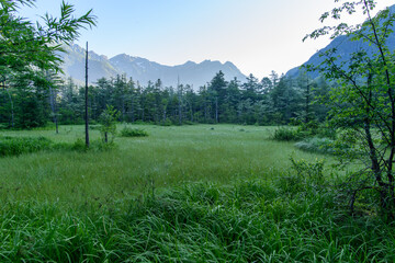 上高地7月の田代湿原のサギスゲの群生。隣接する大正池とともに、焼岳の噴火による泥流が梓川左の支流である千丈沢をせき止めてできた湿原。