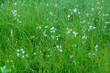 上高地7月の田代湿原のサギスゲの群生。隣接する大正池とともに、焼岳の噴火による泥流が梓川左の支流である千丈沢をせき止めてできた湿原。