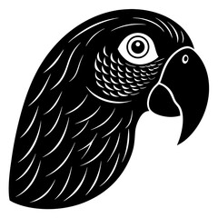 black and white parrot