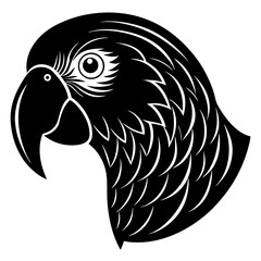 black and white bird