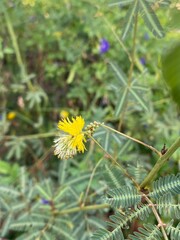 beautiful mimosa flowers in the garden