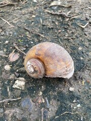 close up of a snail