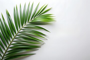 Obraz premium Serene palm leaf on white background symbolizing tranquility simplicity and nature