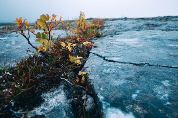 Cracked Rocky Surface with Vibrant Plants Emerging Through the Fissures, Showcasing Nature's Resilience Against Harsh Conditions in a Cool, Misty Landscape Conveying Quiet Strength