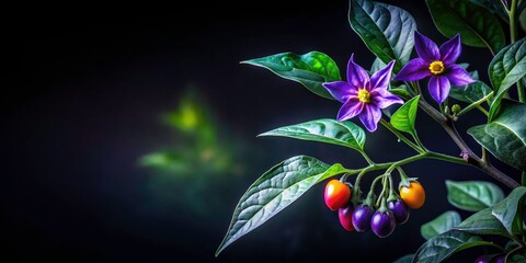 Deadly Nightshade Plant, Poisonous Belladonna Flower, Dark Purple Bloom, Shadowy Nightshade Photography, Mysterious Nightshade Image