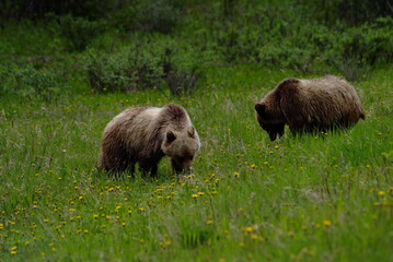 Grizzly bear in the grass, grizzly Bear in the forest, Canada, Canadian Rockies, Alberta