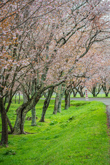 Cherry blossom avenue at Yushun Sakura Road, Hokkaido Japan