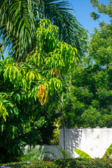 Outdoor Green Space