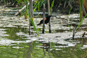 Red Wing Blackbird in swampy area