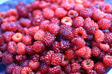 raspberry