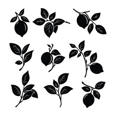 Collection of Diverse Fruit Branch and Leaf Silhouettes Vector