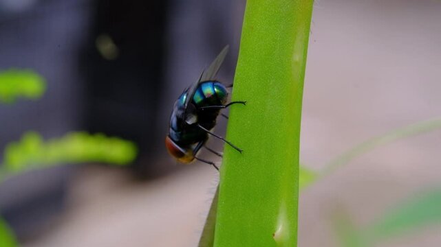 Close-up footage of a Blue bottle fly perched vertically. Cinematic shot of a fly perched on grass among the leaves of wild plants in macro perspective. Science and natural ecosystems. 4K Resolution