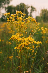 Obraz premium yellow flowers in the field