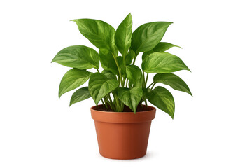 Green foliage flourishing in terracotta planter, transparent backdrop offering minimal botanical accent for design elements