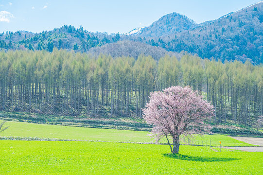 桜の木 Images – Browse 39,441 Stock Photos, Vectors, and