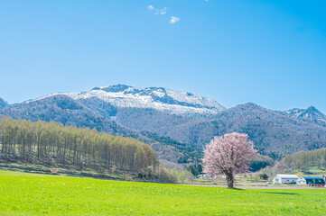 北海道　富良野　上御料の一本桜