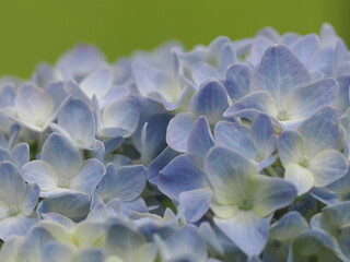 咲き始め、まだ小さい花