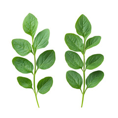 Fototapeta premium Vibrant Green Potato Plant Leaves Isolate