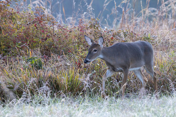 Wild deer grazing in a field at sunrise in Great Smoky Mountains National Park