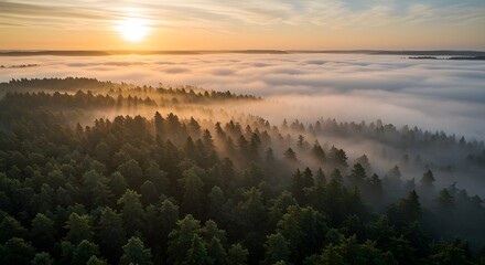 Obraz premium Aerial view of a dense forest covered in morning fog, soft sunlight breaking through the mist, creating a mysterious and serene atmosphere, layers of treetops fading into the distance, natural landsca