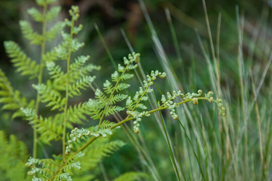 Close up of green fern in the bush
