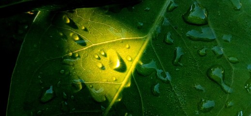 water drops on leaf
