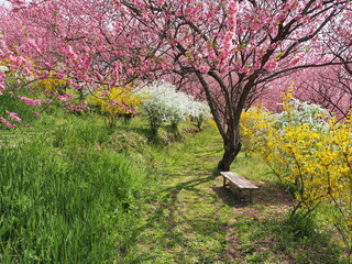 満開の花桃とレンギョウとユキヤナギの風景