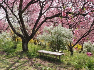 満開の花桃とレンギョウとユキヤナギの風景