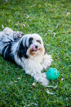 Small fluffy pet dog sitting on the lawn with ball