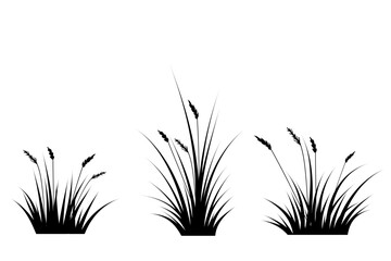 pampas grass silhouette vector