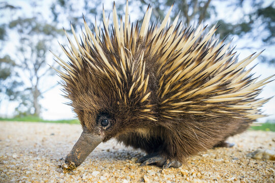 An echidna wanders along a gravel road