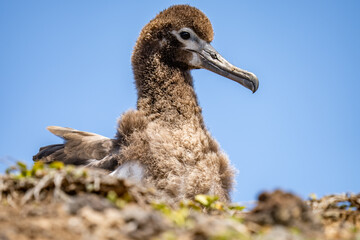chick. The Laysan albatross (Phoebastria immutabilis) is a large seabird that ranges across the North Pacific. Kaʻena Point Trail（North), Oahu Hawaii
