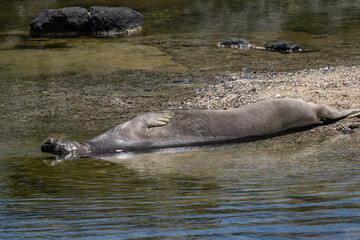 The Hawaiian monk seal (Neomonachus schauinslandi) is an endangered species of earless seal in the family Phocidae that is endemic to the Hawaiian Islands. Kaʻena Point Trail, Oahu © youli zhao