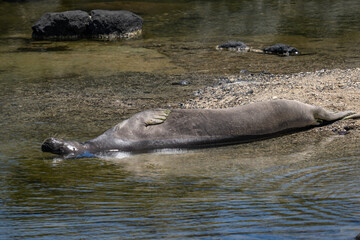 The Hawaiian monk seal (Neomonachus schauinslandi) is an endangered species of earless seal in the family Phocidae that is endemic to the Hawaiian Islands. Kaʻena Point Trail, Oahu