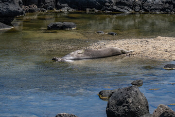 The Hawaiian monk seal (Neomonachus schauinslandi) is an endangered species of earless seal in the family Phocidae that is endemic to the Hawaiian Islands. Kaʻena Point Trail, Oahu © youli zhao