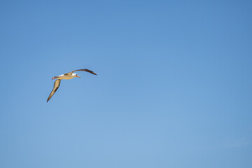 The Laysan albatross (Phoebastria immutabilis) is a large seabird that ranges across the North Pacific. Kaʻena Point Trail（North), Oahu Hawaii