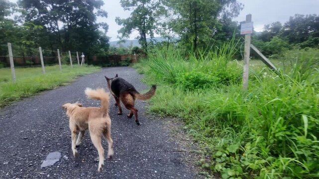 Two dogs running and exercising together in a natural mountainous area. Surrounded by forest trees, fresh air, and green terrain. Perfect for content related to animals, fitness, nature, or outdoor ad