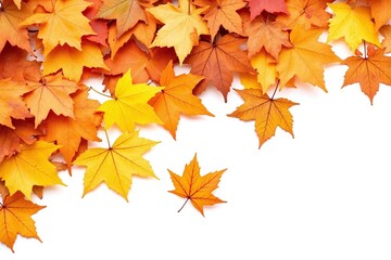 pile of autumn leaves on a white background2
