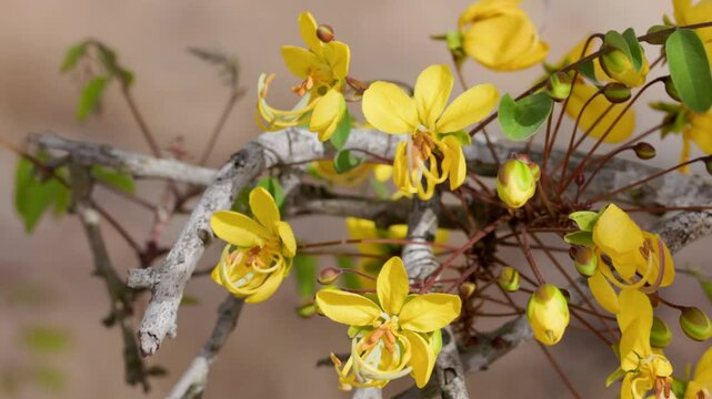 a close up shot of yellow sjambok flowers on a tree at kruger national park of south africa