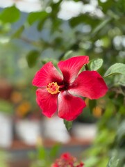 Red hibiscus  flower in garden 