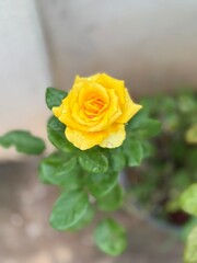 Obraz premium Yellow Rose
