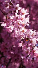 Full bloom cherry blossom during spring season in Japan. 