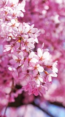 Full bloom cherry blossom during spring season in Japan. 